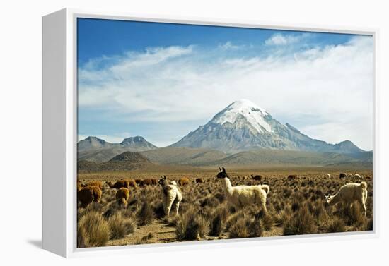 Llamas with snowcapped volcano Sajama, Sajama National Park, Bolivia-Anthony Asael-Framed Premier Image Canvas