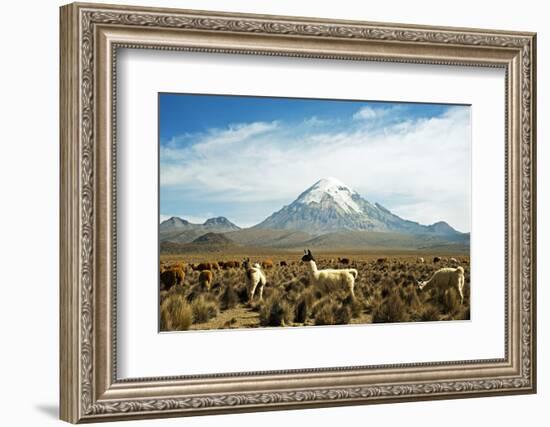 Llamas with snowcapped volcano Sajama, Sajama National Park, Bolivia-Anthony Asael-Framed Photographic Print