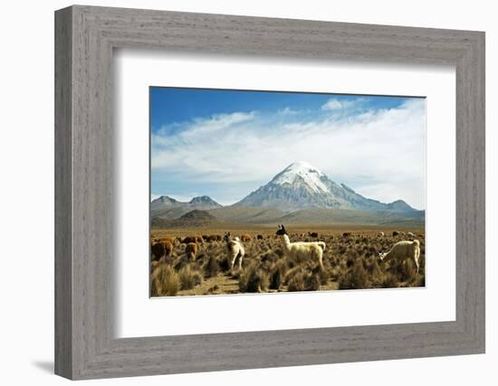 Llamas with snowcapped volcano Sajama, Sajama National Park, Bolivia-Anthony Asael-Framed Photographic Print