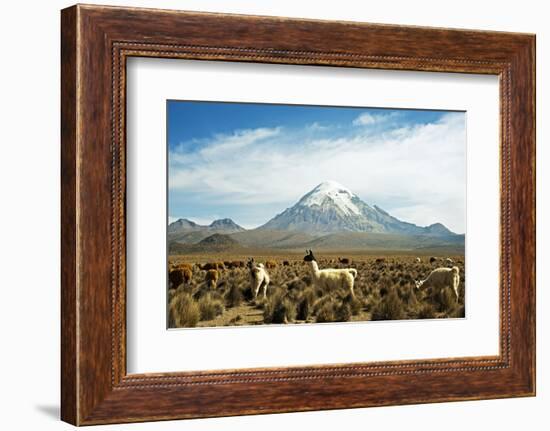 Llamas with snowcapped volcano Sajama, Sajama National Park, Bolivia-Anthony Asael-Framed Photographic Print