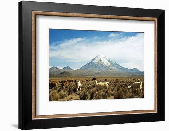 Llamas with snowcapped volcano Sajama, Sajama National Park, Bolivia-Anthony Asael-Framed Photographic Print