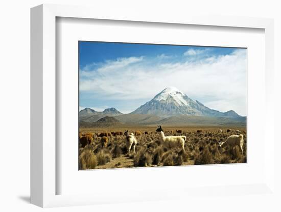 Llamas with snowcapped volcano Sajama, Sajama National Park, Bolivia-Anthony Asael-Framed Photographic Print