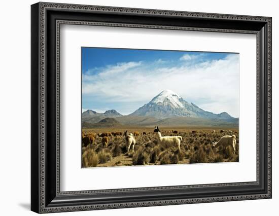 Llamas with snowcapped volcano Sajama, Sajama National Park, Bolivia-Anthony Asael-Framed Photographic Print