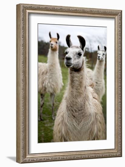 Llamas-Lantern Press-Framed Premium Giclee Print