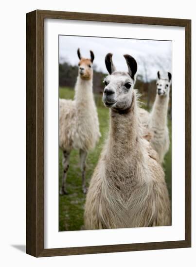 Llamas-Lantern Press-Framed Premium Giclee Print