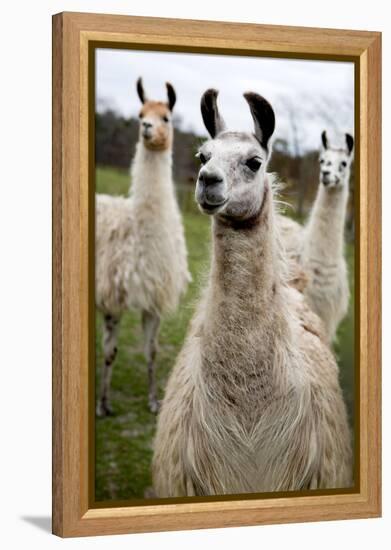 Llamas-Lantern Press-Framed Stretched Canvas