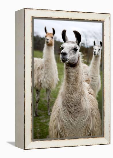 Llamas-Lantern Press-Framed Stretched Canvas