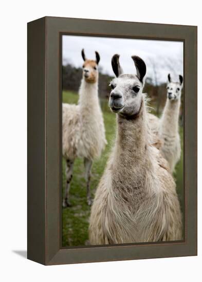 Llamas-Lantern Press-Framed Stretched Canvas