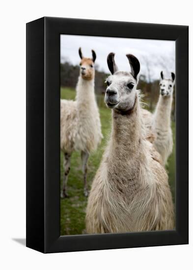 Llamas-Lantern Press-Framed Stretched Canvas