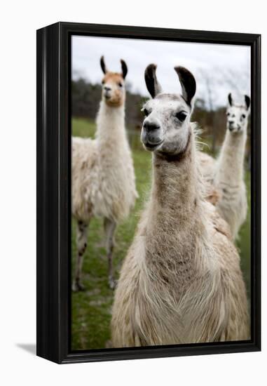 Llamas-Lantern Press-Framed Stretched Canvas