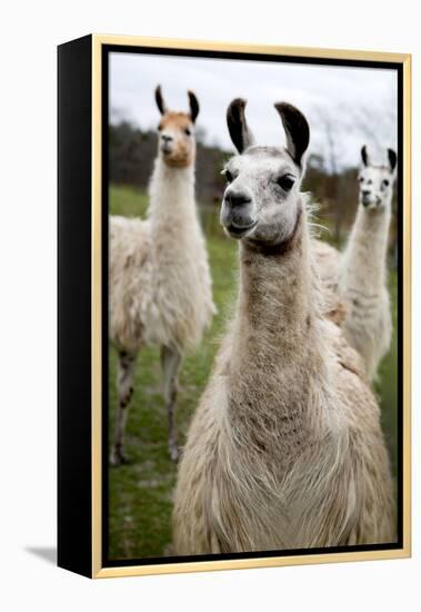 Llamas-Lantern Press-Framed Stretched Canvas