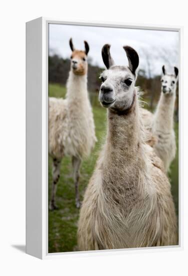 Llamas-Lantern Press-Framed Stretched Canvas