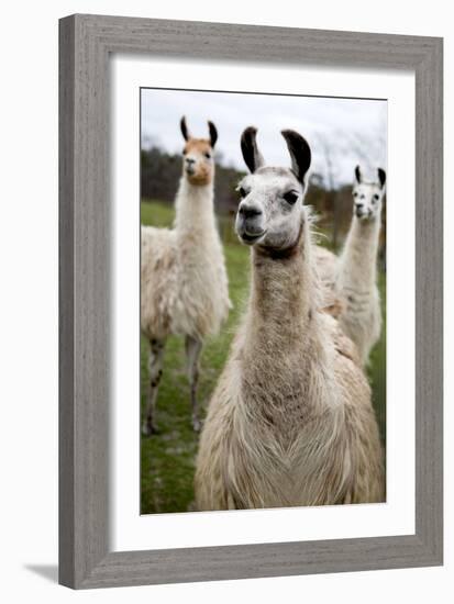 Llamas-Lantern Press-Framed Art Print