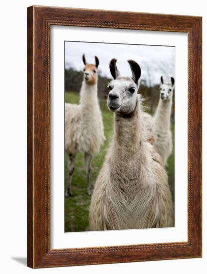 Llamas-Lantern Press-Framed Art Print