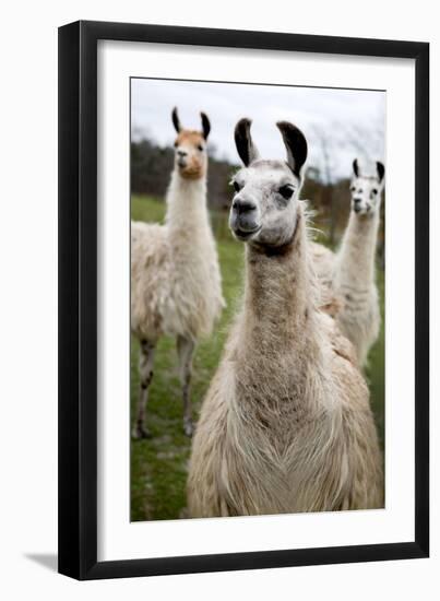 Llamas-Lantern Press-Framed Art Print