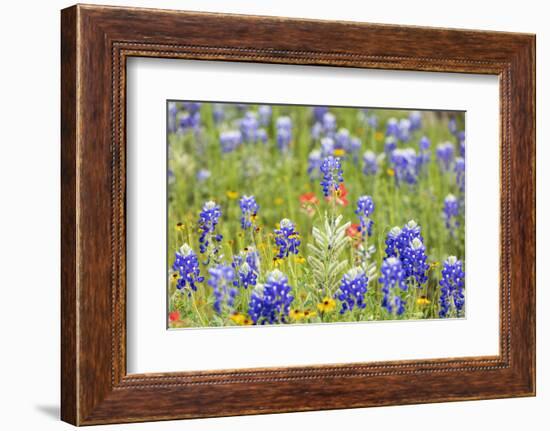 Llano, Texas, USA. Bluebonnet and other wildflowers in the Texas Hill Country.-Emily Wilson-Framed Photographic Print