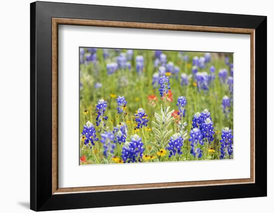 Llano, Texas, USA. Bluebonnet and other wildflowers in the Texas Hill Country.-Emily Wilson-Framed Photographic Print