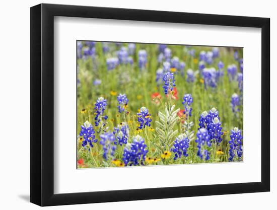 Llano, Texas, USA. Bluebonnet and other wildflowers in the Texas Hill Country.-Emily Wilson-Framed Photographic Print