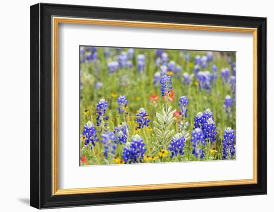 Llano, Texas, USA. Bluebonnet and other wildflowers in the Texas Hill Country.-Emily Wilson-Framed Photographic Print