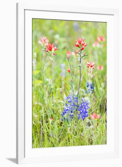 Llano, Texas, USA. Indian Paintbrush and Bluebonnet wildflowers in the Texas Hill Country.-Emily Wilson-Framed Photographic Print