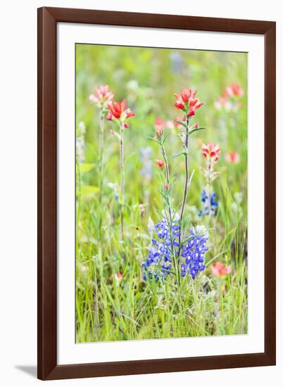 Llano, Texas, USA. Indian Paintbrush and Bluebonnet wildflowers in the Texas Hill Country.-Emily Wilson-Framed Photographic Print