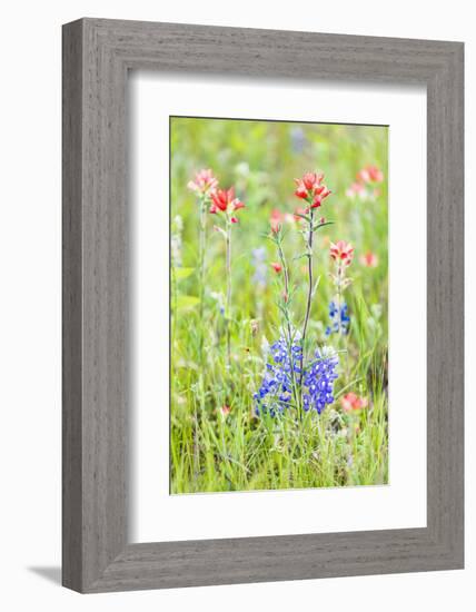 Llano, Texas, USA. Indian Paintbrush and Bluebonnet wildflowers in the Texas Hill Country.-Emily Wilson-Framed Photographic Print