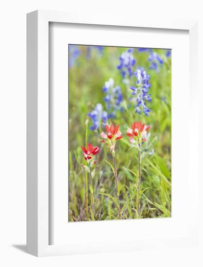 Llano, Texas, USA. Indian Paintbrush and Bluebonnet wildflowers in the Texas Hill Country.-Emily Wilson-Framed Photographic Print