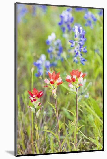 Llano, Texas, USA. Indian Paintbrush and Bluebonnet wildflowers in the Texas Hill Country.-Emily Wilson-Mounted Photographic Print