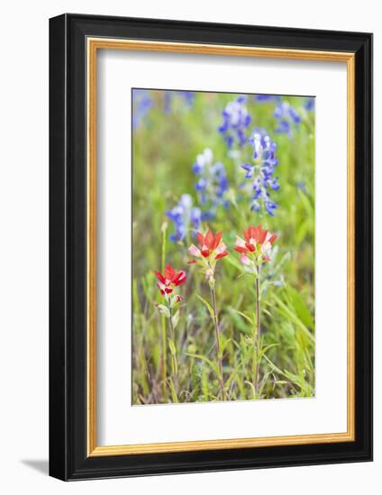 Llano, Texas, USA. Indian Paintbrush and Bluebonnet wildflowers in the Texas Hill Country.-Emily Wilson-Framed Photographic Print