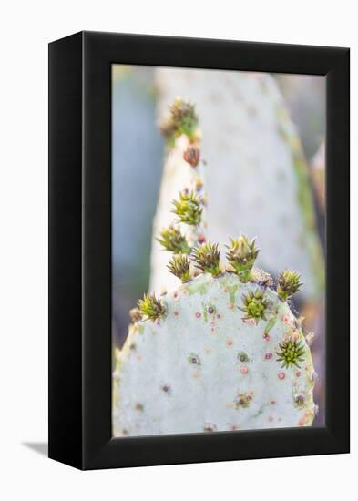 Llano, Texas, USA. Prickly pear cactus in the Texas Hill Country.-Emily Wilson-Framed Premier Image Canvas