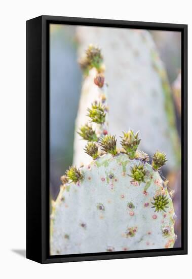 Llano, Texas, USA. Prickly pear cactus in the Texas Hill Country.-Emily Wilson-Framed Premier Image Canvas