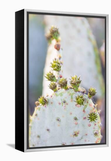 Llano, Texas, USA. Prickly pear cactus in the Texas Hill Country.-Emily Wilson-Framed Premier Image Canvas