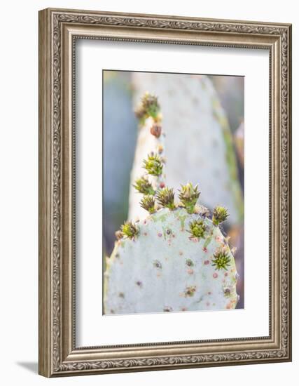Llano, Texas, USA. Prickly pear cactus in the Texas Hill Country.-Emily Wilson-Framed Photographic Print
