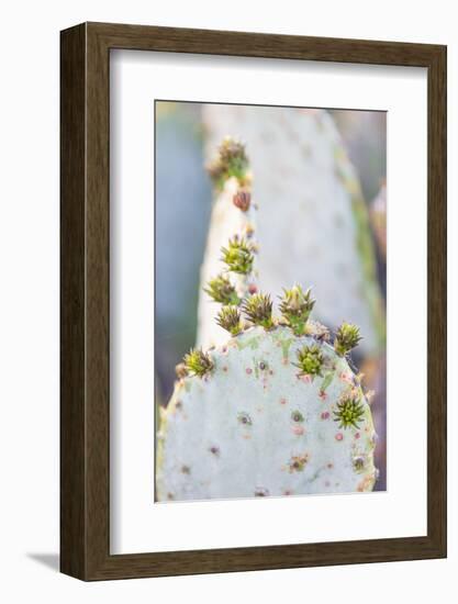 Llano, Texas, USA. Prickly pear cactus in the Texas Hill Country.-Emily Wilson-Framed Photographic Print