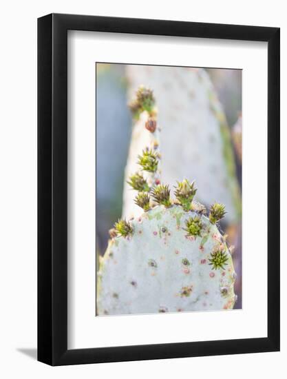 Llano, Texas, USA. Prickly pear cactus in the Texas Hill Country.-Emily Wilson-Framed Photographic Print