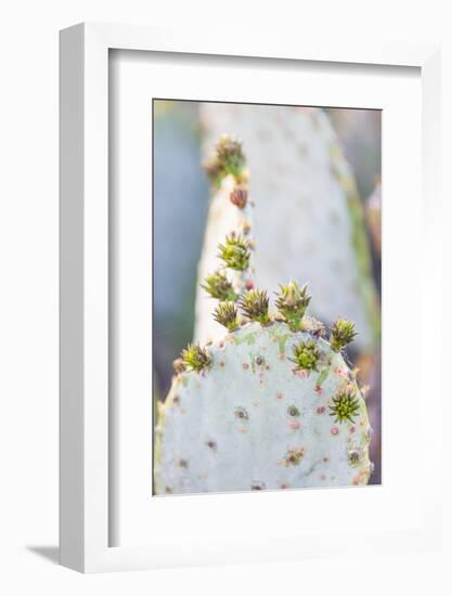 Llano, Texas, USA. Prickly pear cactus in the Texas Hill Country.-Emily Wilson-Framed Photographic Print