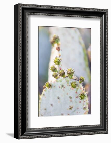 Llano, Texas, USA. Prickly pear cactus in the Texas Hill Country.-Emily Wilson-Framed Photographic Print