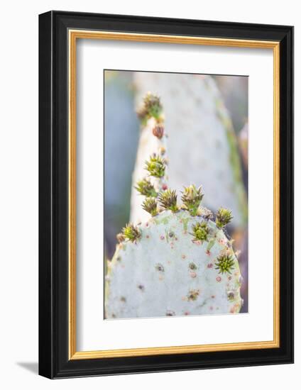 Llano, Texas, USA. Prickly pear cactus in the Texas Hill Country.-Emily Wilson-Framed Photographic Print