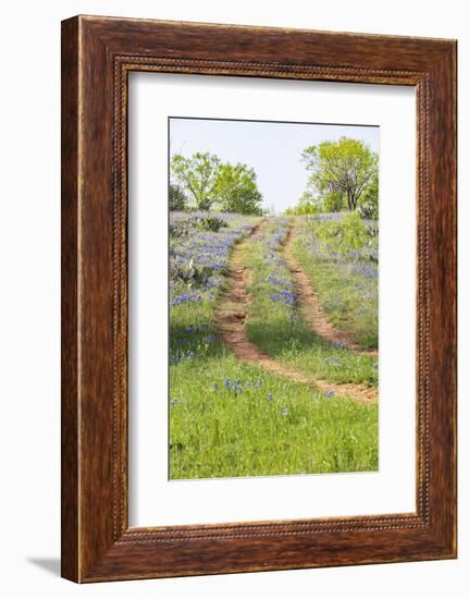 Llano, Texas, USA. Two rut road through bluebonnets in the Texas Hill Country.-Emily Wilson-Framed Photographic Print