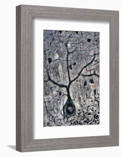 LM of a Purkinje Cell In the Cerebellum-Volker Steger-Framed Photographic Print