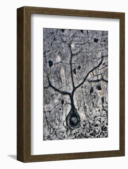 LM of a Purkinje Cell In the Cerebellum-Volker Steger-Framed Photographic Print