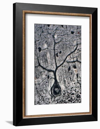 LM of a Purkinje Cell In the Cerebellum-Volker Steger-Framed Photographic Print