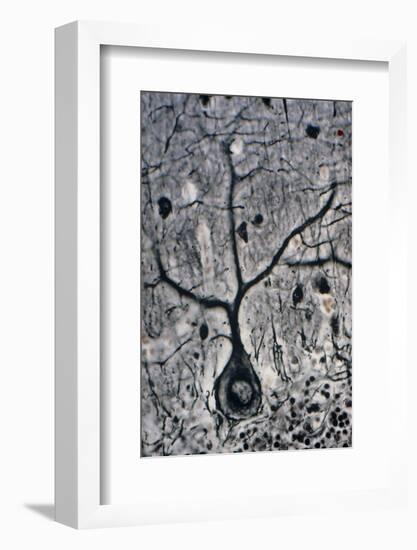 LM of a Purkinje Cell In the Cerebellum-Volker Steger-Framed Photographic Print