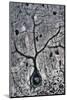 LM of a Purkinje Cell In the Cerebellum-Volker Steger-Mounted Photographic Print