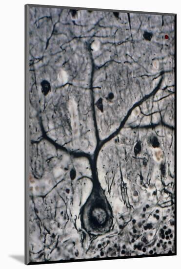 LM of a Purkinje Cell In the Cerebellum-Volker Steger-Mounted Photographic Print