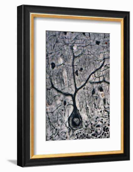 LM of a Purkinje Cell In the Cerebellum-Volker Steger-Framed Photographic Print