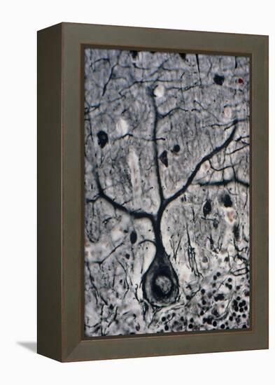 LM of a Purkinje Cell In the Cerebellum-Volker Steger-Framed Premier Image Canvas