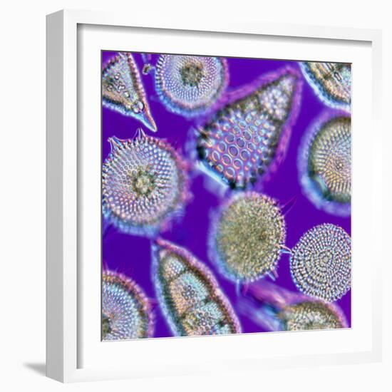 LM of An Assortment of Radiolaria-PASIEKA-Framed Premium Photographic Print