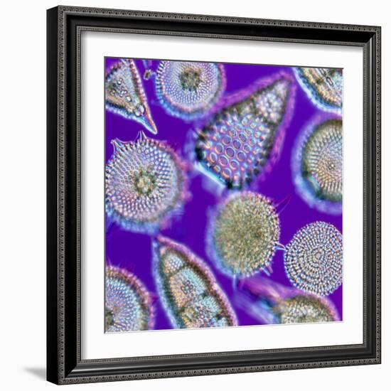 LM of An Assortment of Radiolaria-PASIEKA-Framed Premium Photographic Print