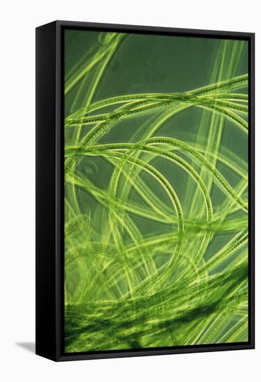 LM of Filamentous Blue-green Algae-Sinclair Stammers-Framed Premier Image Canvas